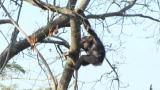 Escape to Chimp Eden: A Chimp Falls from a Tree