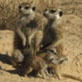 Meerkat Manor: Life As It Happens