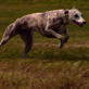 Whippet Video