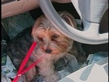 Animal Cops San Francisco: Wilted Witters