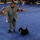 AKC/Eukanuba: Isabel the Scottish Terrier