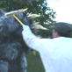 You Spoof Discovery: Dirty Jobs: Extreme Pet Sitting