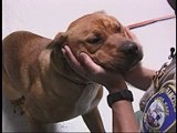 Animal Cops San Francisco: A Pit bull in heat