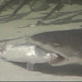 Killer Clips: Shark Destroys Large Fish