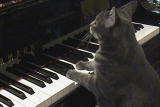 Weird True & Freaky: Mozart For Cats