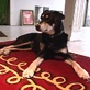 K9 Karma: Tilly Learns Yoga!