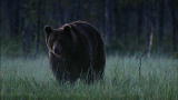Wild Russia: Wolf Meets Russian Bear