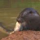 play video on Discovery Channel