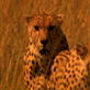 play video on Animal Planet