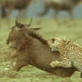 Killer Clips: Cheetahs vs. Wildebeest