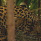 Mutual of Omaha's Wild Kingdom: Living With Big Cats