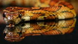 News: Snakes Show Slithering Secrets