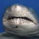 Survival Zone: Ocean: Sharks