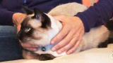 Housecat Housecall: From Kitten to Cat
