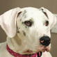 Petfinder: Training A Deaf Dog