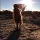 Meerkat Manor :The Next Generation, Episode 2