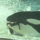 Killer Clips: Orca Attacks Seal Pup
