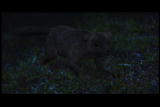 Mammals Vs. Dinos Shorts: Mammalian Sensory Development