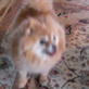 Bissell Pet Games Week 3: Ring Around Rosie