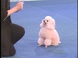 play video on Animal Planet