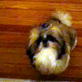 Bissell Pet Games Week 6: Bella Gives Paw