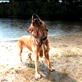 Time Warp: Dog Shake