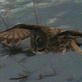 Killer Clips: Owl Kills a Mouse