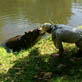 Jessica the Hippo: Charlie, Bachelor Hippo