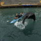 After the Attack: Vicious Sea Lion?
