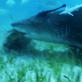Shark Bites: Lemon Shark Feeding