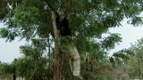 Escape to Chimp Eden: Eugene Cussons NOT a Chimp