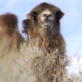 Planet Earth: Camels of the Gobi Desert
