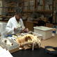 Animal Witness: Morphology and Necropsy
