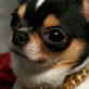 AKC/Eukanuba: Coming in February