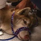 Animal Cops Detroit: Husky Help