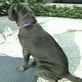 Good Dog U: Teach a Puppy to Stay