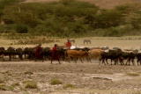 Planet's Best: Tanzania Tribe Herd