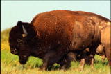 Fooled by Nature: Bashing Bison