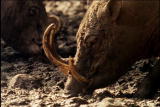 Fooled by Nature: Babirusa Pig Teeth