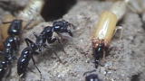 News: GPS Ants Raid Termite Stronghold