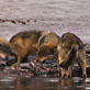play video on Animal Planet