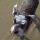 Dog Days of Summer: Waves of Fun