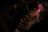 Fooled by Nature: Star Nosed Mole
