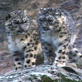 Planet Earth: Mountains Snow Leopard Hun...