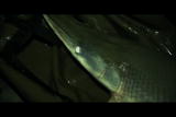 River Monsters: A Prehistoric Giant