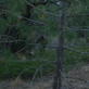Lost Tapes: 8. A Shape in the Forest