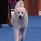 AKC/Eukanuba: Angel the Kuvasz