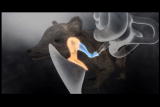 Mammals Vs. Dinos Shorts: Mammalian Ear Evolution