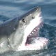 Shark Week: Seal Defense