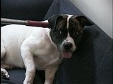 Animal Cops Detroit: Rescued from Roaches